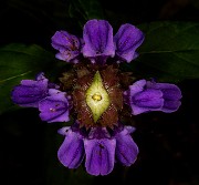 Prunella vulgaris - Self Heal 20-9496